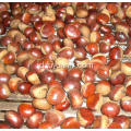 Kastanye Dandong dari pabrik chestnut besar segar